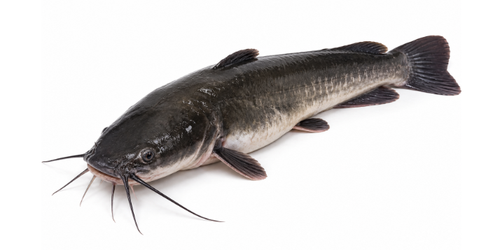 Fresh table-size catfish