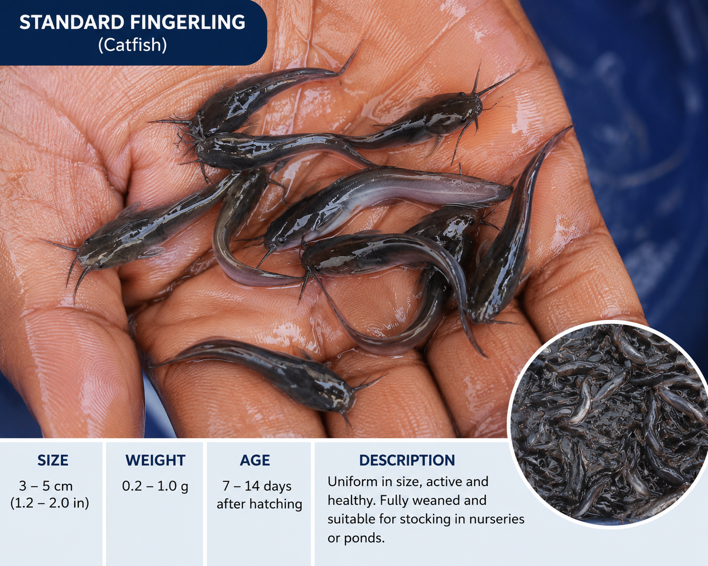 Healthy standard catfish fingerlings held in a fish farmer's hands